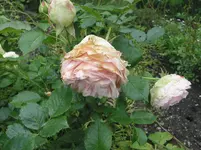 005.webp