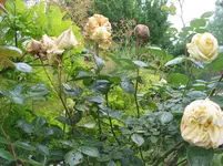 008.webp