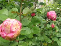 010.webp