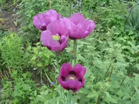 001.webp