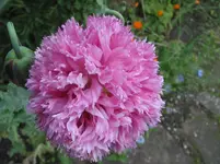003.webp
