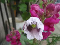 009.webp