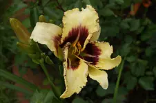 Dimesional Shift.webp