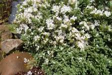 SAM_1603.webp