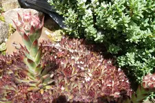 SAM_1604.webp