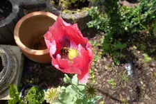 SAM_1607.webp