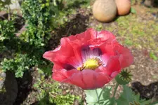 SAM_1608.webp