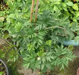 Rubus.jpg