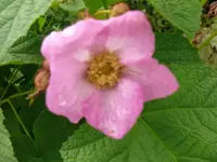 k-P1100996.webp