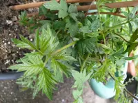 Rubus.JPG