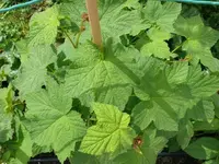 k-P1100703.webp