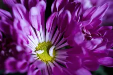 _MG_1441.webp