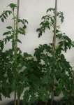 Tomate-Wettwachsen.JPG