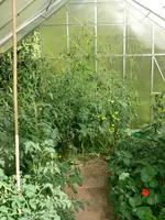 Tomaten GWH.webp