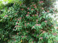 lncr2016 (1).webp