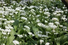 Bärlauch Pflanzen 4.webp