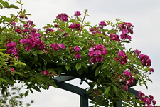 Bleu Magenta_full bloom_pink_lila_green_upwards_700.webp