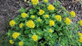 gelber Mauerpfeffer.webp