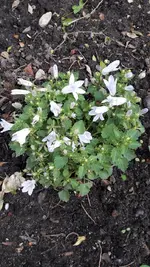 weiße Glockenblume.jpg