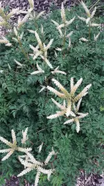 weiße Astilbe.webp