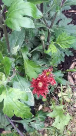 Winteraster.webp