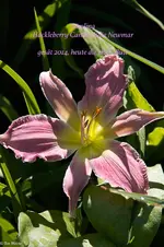 IMG_1487-2.webp