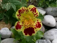 MimulusEin.webp