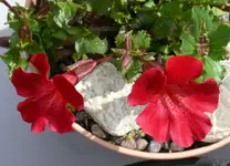 MimulusMehr.webp