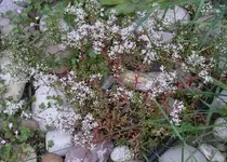 Sedum1.webp