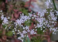 Sedum2.jpg