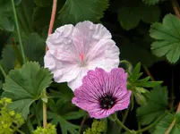 DSCN6480.webp