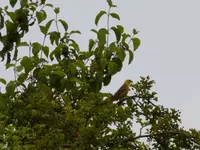 P1180536.webp