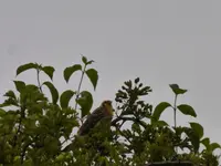P1180541.webp