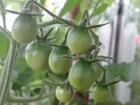 102.webp