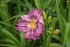 comp_DSC05183.webp