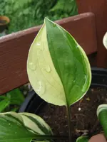 009_576x768.webp