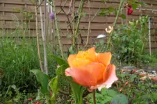 SAM_1617.webp