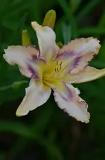 destiny to see.webp