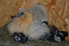 rasselbande6.webp