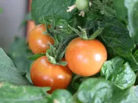 112.webp