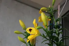 116.webp