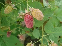 k-P1110504.webp
