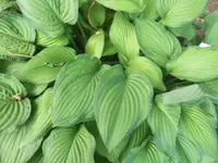 Bilda732.webp