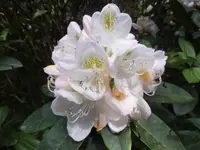 Bilda726.webp