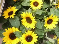 Bilda1169.webp