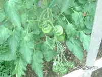 Tomaten (3).webp