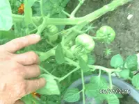 Tomaten (6).JPG