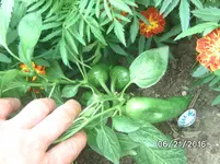 Spitzpaprika.webp