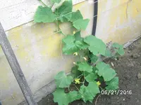 Russische Freiland.webp