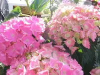 Bilda858.webp